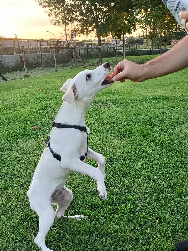🌸🐾 BIANCA – PICCOLA GUERRIERA IN CERCA DI CASA 🐾🏠 Foto 4